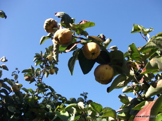 nta Maria la Scala-09-11-2012 09-33-07
